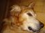 Golden retriever Viktor - Velkommen ! Giv gerne en kommentar :)