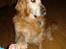 Golden retriever Viktor - Pote? :P