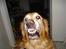 Golden retriever Viktor - Smile slet ikke ondt ment at elsker bare at smile xD
