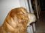 Golden retriever Viktor - Hvad laver du? :P