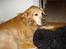 Golden retriever Viktor - Zaco som bare skal drille hele tiden xD