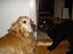 Golden retriever Viktor - Drillesyge zaco xD