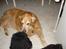 Golden retriever Viktor - igen xD
