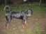 Rottweiler Bella *MIT ET & ALT* *R.I.P*  - Blev jeg nu opdaget, undskyld mor jeg har ikk gravet ting ned i haven (: