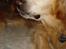 Golden retriever Viktor - På vej til at smile xD