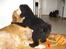 Golden retriever Viktor - Zaco dog , Viktor skal bare overfaldes hele tiden xD