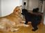Golden retriever Viktor - Og Igen ! xD