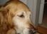 Golden retriever Viktor - Så er man vist ved at være lidt træt zzZZZ