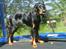 Gordon setter jacky... love she!!! <3 - Verdens bedste!  trampolin hund???