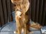 Cavalier king charles spaniel Cavalots Elvis