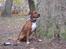 Blanding af racer Apollo # R.I.P # - Far elsker at tage billeder af mig..... 