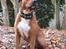 Blanding af racer Apollo # R.I.P # - I miss you, my friend.....