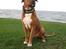 Blanding af racer Apollo # R.I.P # - Allersidste billede taget 20 nov 2008..... Farvel min elskede ven..... R.I.P 