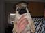 Mops Mops