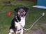 Blanding af racer bamse død 2009!