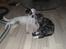 Jack russell terrier Morgan - Endnu en hyggestund..