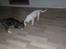 Jack russell terrier Morgan - Hvem får den sidste godbid? Charlie har det med at stjæle min mad.. meen jeg vil godt dele, LIDT