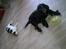 Cocker spaniel Josse