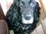 Cocker spaniel Josse