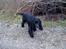 Cocker spaniel Josse