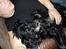 Cocker spaniel Josse