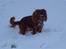 Cavalier king charles spaniel Cavalots Elvis - Elvis elsker at lege i sneen :)