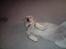Labrador retriever Zakia