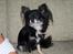 Chihuahua Mulle