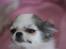 Chihuahua Soffy
