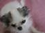 Chihuahua Soffy