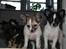 Chihuahua Snoopy - Mine 3 dejlige børn Frida, Luna og Olli