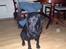 Labrador retriever cherri - uh mor vil have et billede af mig