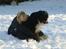 Berner sennenhund Robin R.I.P - mig og robin, han elskede sne, det var hans sidste sne.