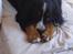 Berner sennenhund Robin R.I.P - vores lille Puttehund. <3 I min seng