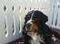 Berner sennenhund Robin R.I.P - Robin på vores teresse