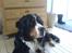 Berner sennenhund Robin R.I.P - Han er da smuk. 