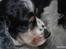 Cocker spaniel Barleys Tippe