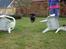 Bichon havanais Pretty Bears' Femme Soffi - By: M.L.E