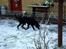 Blanding af racer Tøsen - hehe sne hunden :b