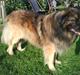 Leonberger Humle* MISSING! :/ 