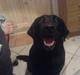 Labrador retriever /Formel 1 Raki