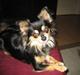 Chihuahua Sigurd