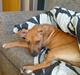 Amerikansk staffordshire terrier Congo