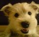 West highland white terrier Boris