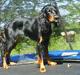 Gordon setter jacky... love she!!! <3