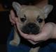 Fransk bulldog Almirah