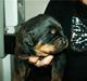Rottweiler Vom hause luna's fighter 