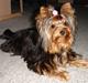 Yorkshire terrier Baltazar's Fie