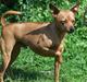 Dvaergpinscher lucky 