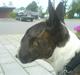 Bullterrier Dutte Mors Prinsesse 